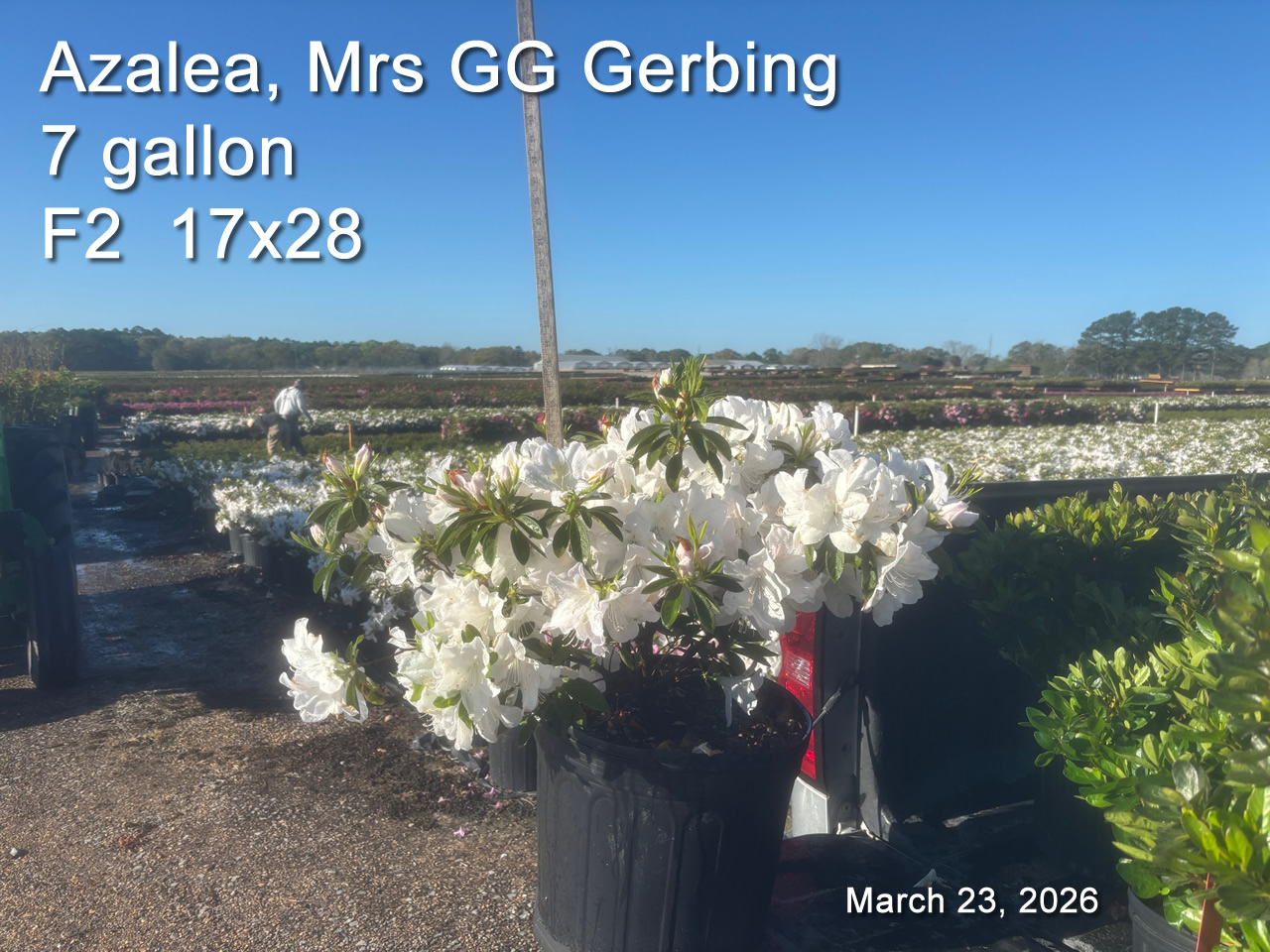 gallery/gg7 f2 mar23.jpg